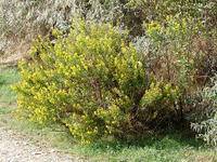 Dittrichia viscosa L.  