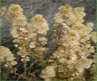 Akène d'inula