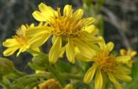 Fleurs d'inula